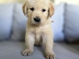 Babyface Aşılı Dişi Golden Retriever Yavrularımız