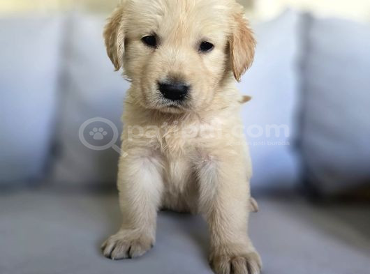 Babyface Aşılı Dişi Golden Retriever Yavrularımız görsel