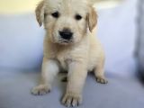Babyface Aşılı Dişi Golden Retriever Yavrularımız
