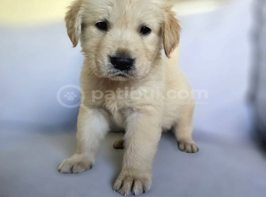 Babyface Aşılı Dişi Golden Retriever Yavrularımız görsel