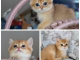 ANNE VE BABA SECERELİ GOLDEN KEDİLER