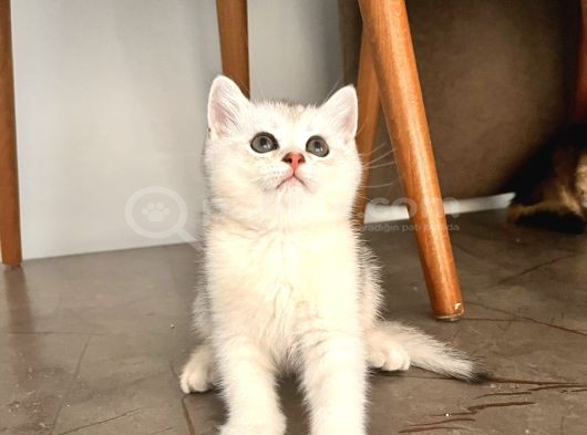 Safkan British Shorthair Yavrular görsel