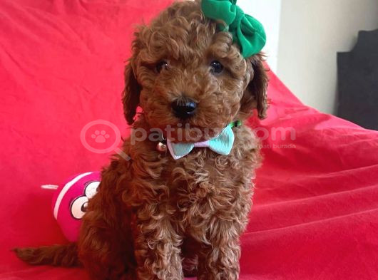 Toy Poodle Irk Ve Sağlik Garanti̇li̇ Bebekler görsel