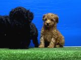Siyah Inciler Irkının En Güzeli Toy Poodle