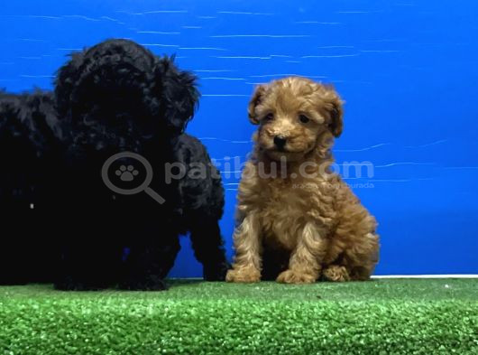 Siyah Inciler Irkının En Güzeli Toy Poodle görsel