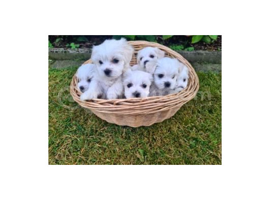 Maltese Terrier Cs Ev Doğumlu Oyuncu Ve Yumurcak Yavrularım