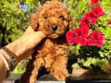 Toy ve tcap poodle bebekleri