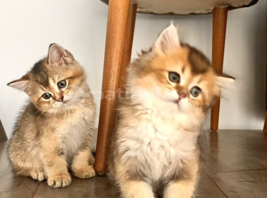 Safkan British Shorthair Yavrular görsel
