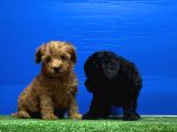Siyah Inciler Irkının En Güzeli Toy Poodle