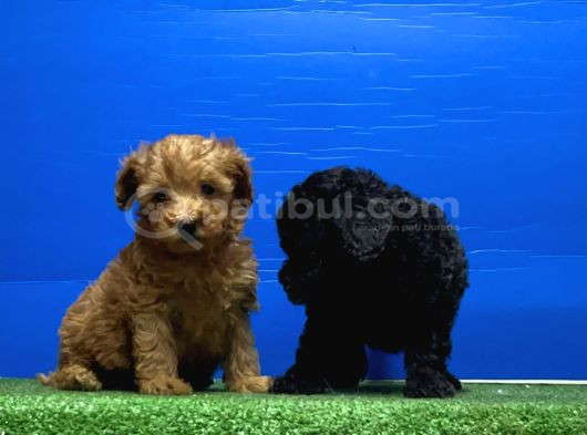 Siyah Inciler Irkının En Güzeli Toy Poodle görsel