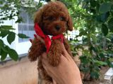 Toy Poodle Anne Altindan