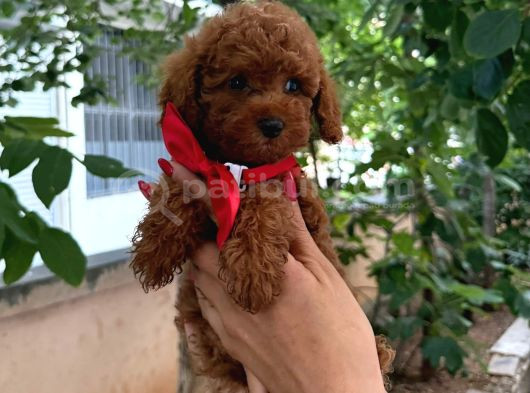 Toy Poodle Anne Altindan görsel