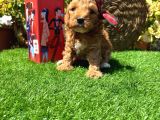 Petmode Köpek Çiftliğinde Ziyarete Açık Kore Maltipoo