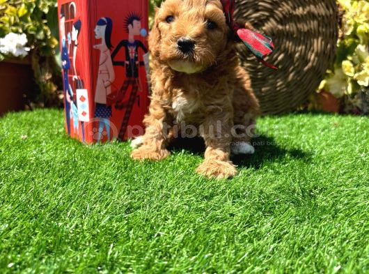 Petmode Köpek Çiftliğinde Ziyarete Açık Kore Maltipoo görsel