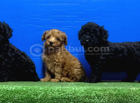 Siyah Inciler Irkının En Güzeli Toy Poodle görsel