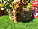 Petmode Köpek Çiftliğinde Ziyarete Açık Kore Maltipoo