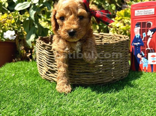 Petmode Köpek Çiftliğinde Ziyarete Açık Kore Maltipoo görsel