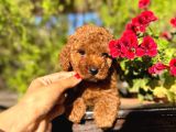 Toy Ve Tcap Poodle Bebekleri