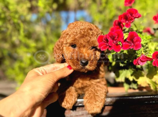 Toy Ve Tcap Poodle Bebekleri görsel