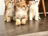 Safkan British Shorthair Yavrular