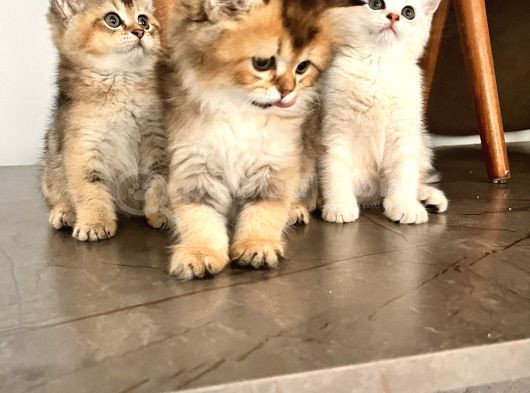 Safkan British Shorthair Yavrular görsel