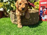Petmode köpek çiftliğinde ziyarete açık kore maltipoo