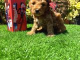 Petmode Köpek Çiftliğinde Ziyarete Açık Kore Maltipoo