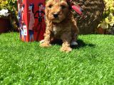 Petmode Köpek Çiftliğinde Ziyarete Açık Kore Maltipoo