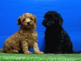 Siyah Inciler Irkının En Güzeli Toy Poodle