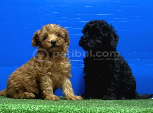 Siyah Inciler Irkının En Güzeli Toy Poodle görsel