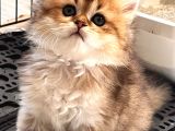 Safkan British Shorthair Yavrular