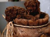 Aşılı toy poodle yavrularımızda kampanya