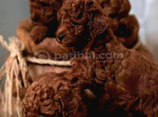 Aşılı Toy Poodle Yavrularımızda Kampanya görsel