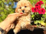 Maltipoo Yavrularımız Da Kampanya