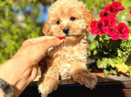 Maltipoo Yavrularımız Da Kampanya görsel