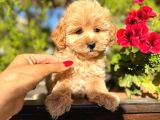 Maltipoo Yavrularımız Da Kampanya