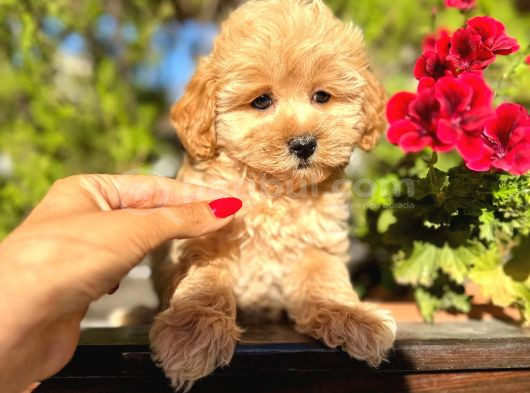 Maltipoo Yavrularımız Da Kampanya görsel