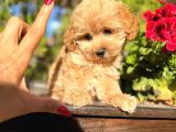 Maltipoo yavrularımız da kampanya