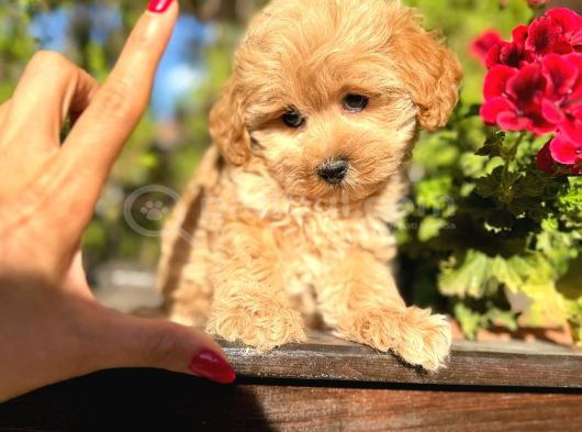 Maltipoo Yavrularımız Da Kampanya