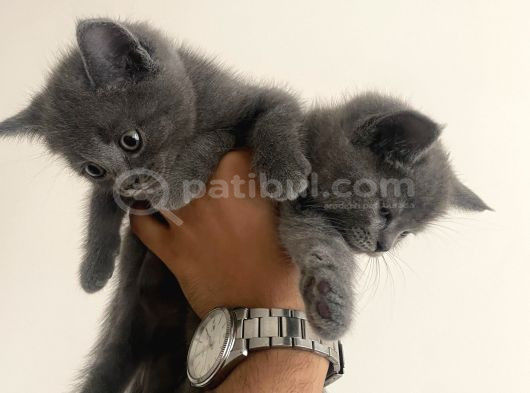 Ayi Surat Uygun Eği̇ti̇mleri̇ Tam Bebekler görsel