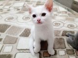 Sevimli Mi Sevimli Yavrular