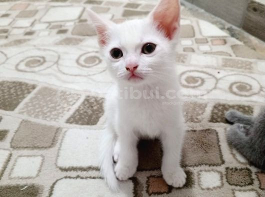 Sevimli Mi Sevimli Yavrular görsel