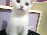 Sevimli mi sevimli yavrular