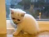 2 Aylık Dişi British Shorthair