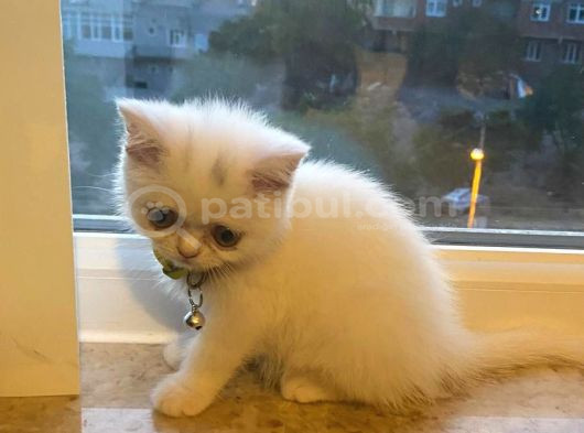 2 Aylık Dişi British Shorthair görsel