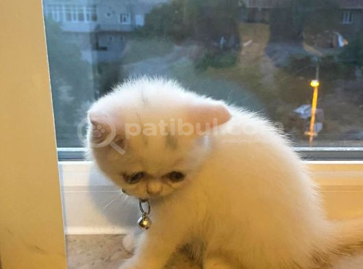 2 Aylık Dişi British Shorthair görsel