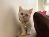 2 Aylık Dişi British Shorthair