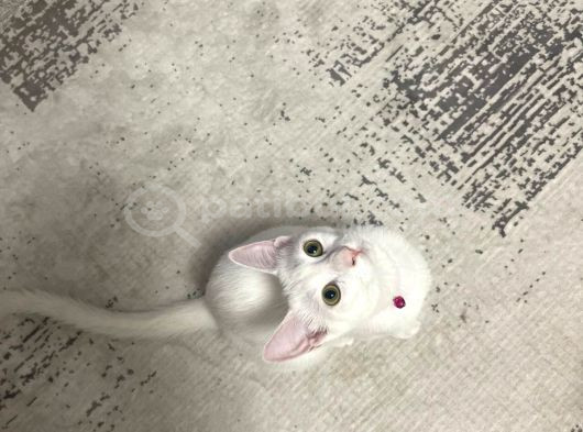 Van Kedisi 5  Aylık görsel