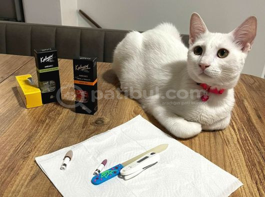 Van Kedisi 5  Aylık görsel