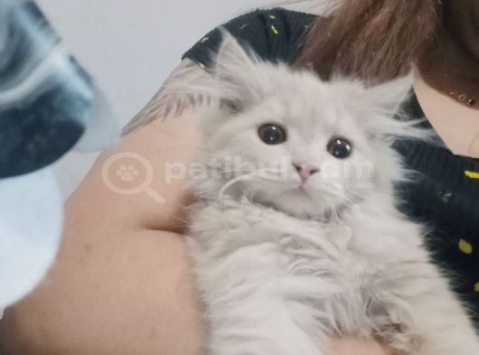 Britşh Longhair  Yavru görsel